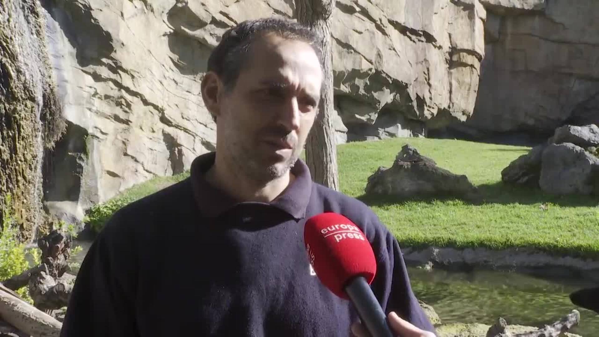 Nace en Bioparc València una cría de una subespecie de chimpancé en peligro de extinción