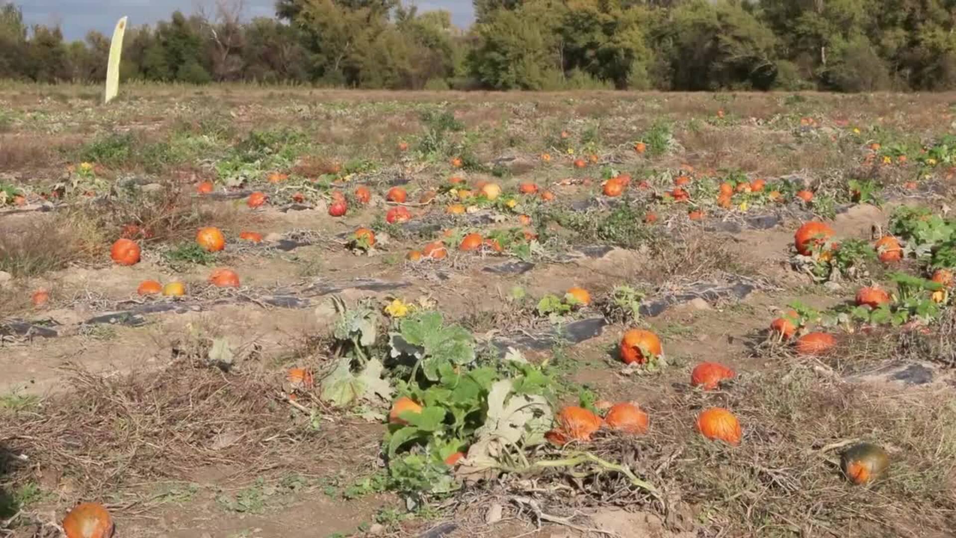 Disfraces y calabazas preparados para pasarlo de miedo este Halloween