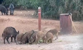 Calp impulsa medidas para controlar la sobrepoblación de jabalíes