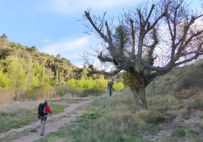 Noguera de las Almas.