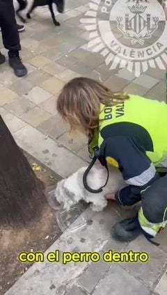 La Policía Local de Valencia rescata a un perro que llevaba sesenta horas encerrado en un coche robado la víspera de Reyes