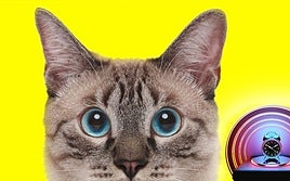 El gato que viajó miles de kilómetros para encontrar a su familia