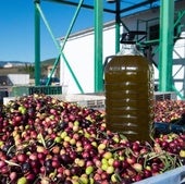 El dueño de una almazara, tajante sobre el futuro precio del aceite de oliva: «Parece que ya se ha tocado suelo...»