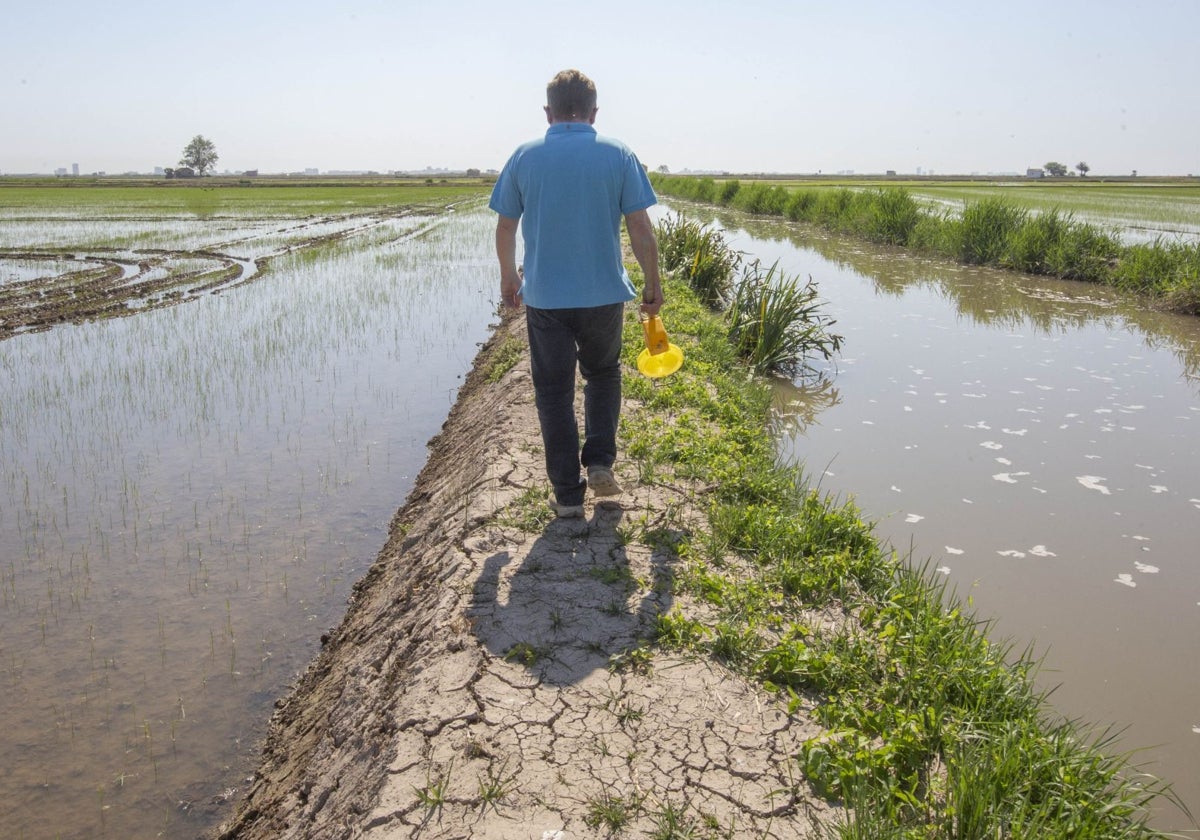 Un agricultor camina por uno de sus campos de arroz en Sollana.