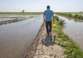 Un agricultor camina por uno de sus campos de arroz en Sollana.