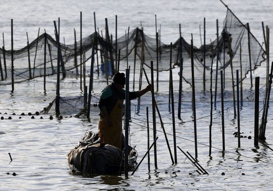 Un pescador vuelve al trabajo en la Albufera.