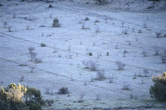 Helada en un campo de Morella, este miércoles.