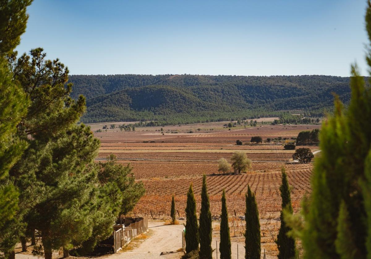 Viñedos valencianos.