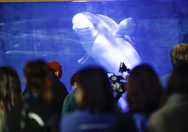 El Oceanogràfic ha logra la integración de sus dos belugas y las dos rescatadas de un acuario de Ucrania.