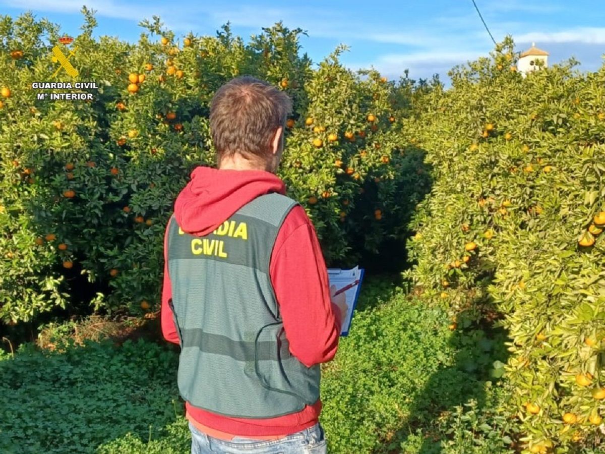 La inspección de un campo de cultivo realizada por el equipo ROCA de Calp.