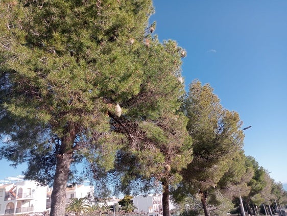 Pinos con bolsones de larvas de procesionaria, junto a las viviendas de la urbanización.