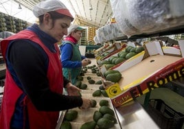 Línea de envasado de aguacates, tarea similar a la más conocida aquí, hasta ahora, con naranjas.