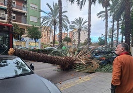 Caída de la palmera en la calle Reus de Valencia.