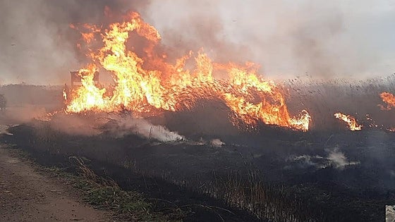 Declarado un incendio en la Marjal dels Moros entre Sagunto y Puçol