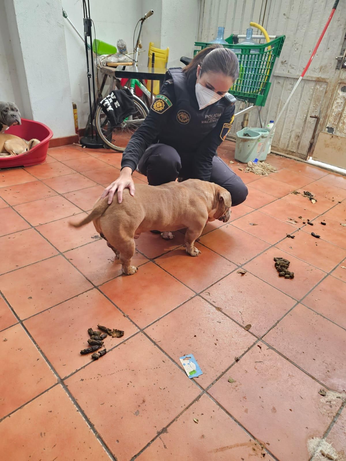 FOTOS | La Policía Local de Valencia localiza un criadero de gallos y perros de pelea