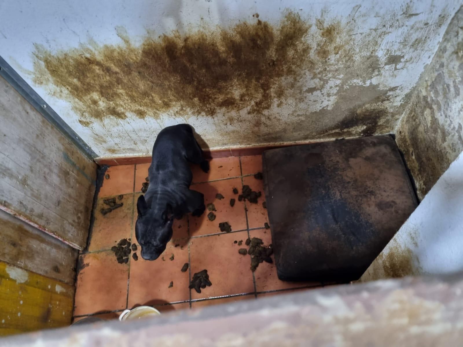 FOTOS | La Policía Local de Valencia localiza un criadero de gallos y perros de pelea