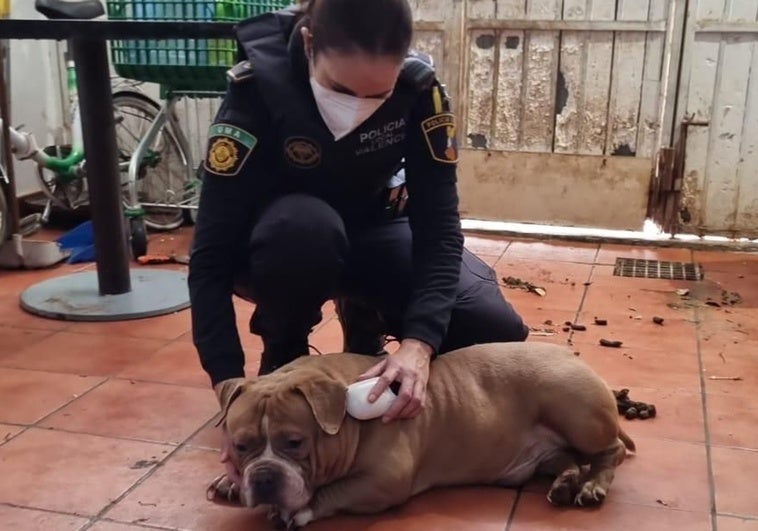 Una agente de la Policía Local examina a uno de los perros localizados entre suciedad y excrementos.