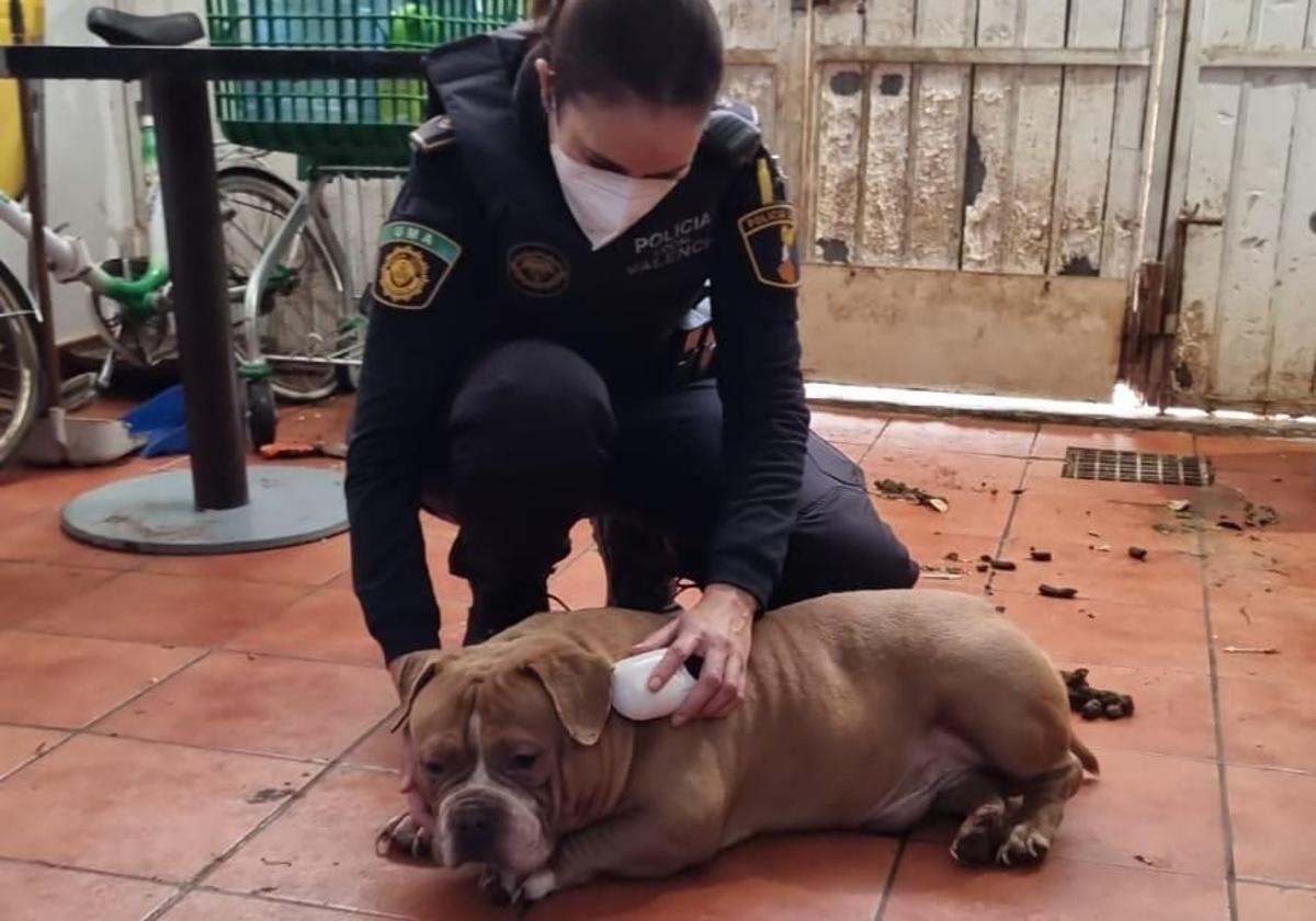 La Policía Local de Valencia localiza un criadero de gallos y perros de pelea