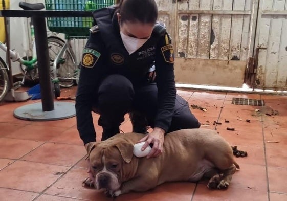 Una agente de la Policía Local examina a uno de los perros localizados entre suciedad y excrementos.