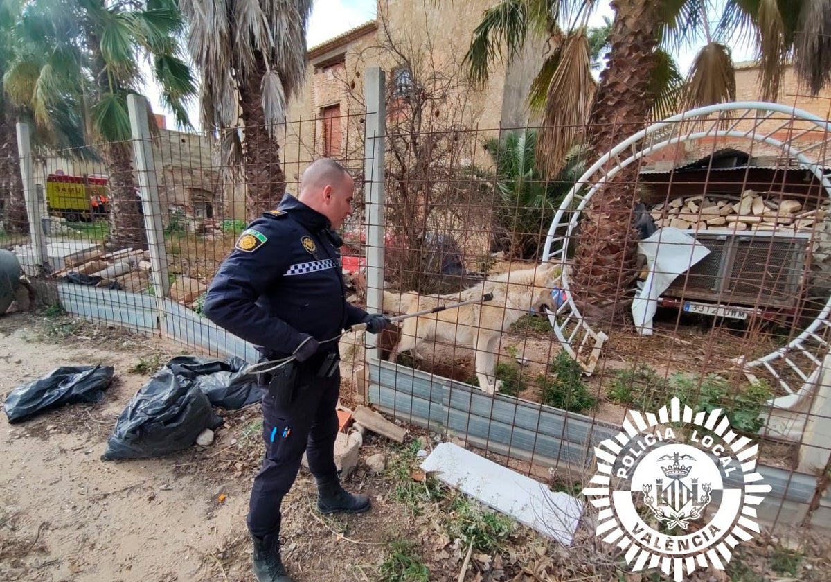 Un policía junto al perro lobo.