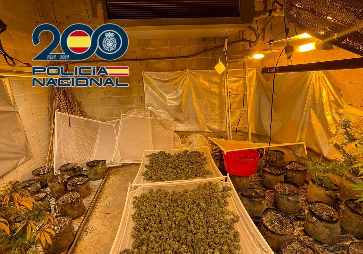 Marihuana encontrada en la nave de Alzira.