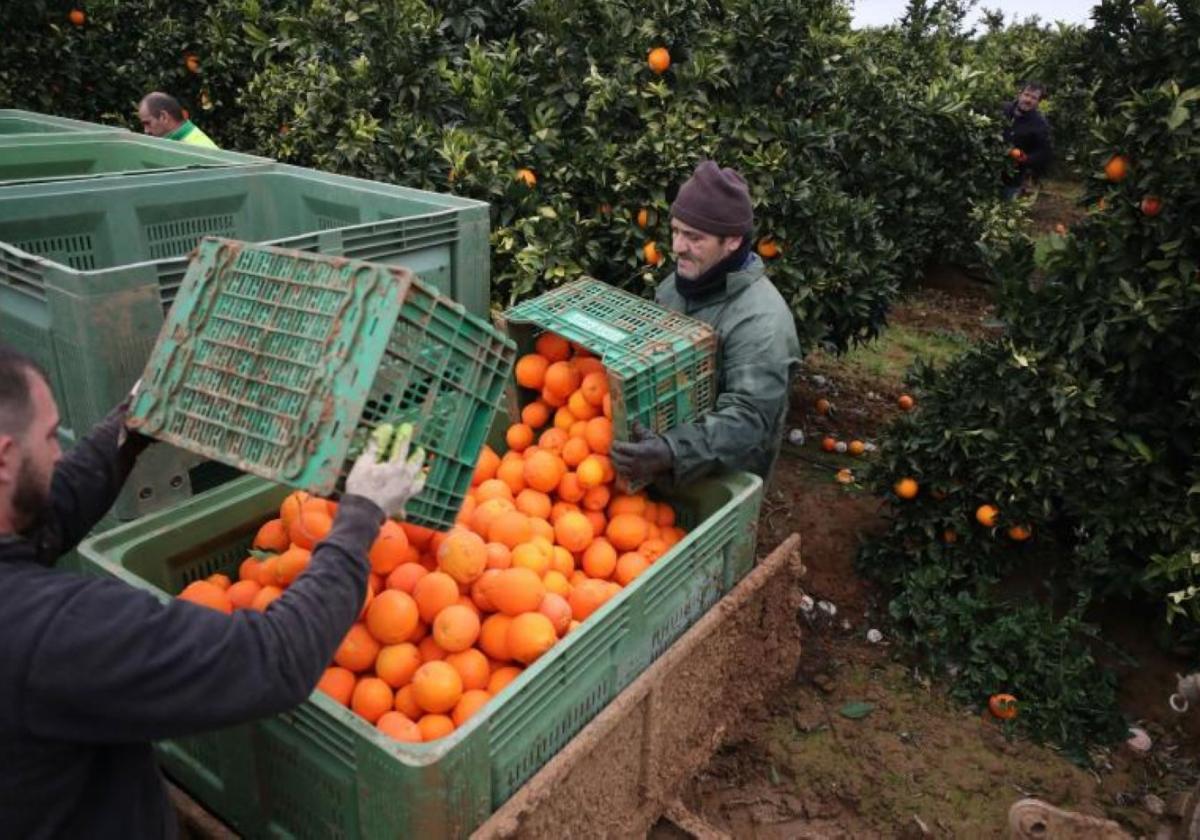 Cosecha. Recolección de naranjas en grandes palots con remolque por dentro de la finca, para ahorrar costes.