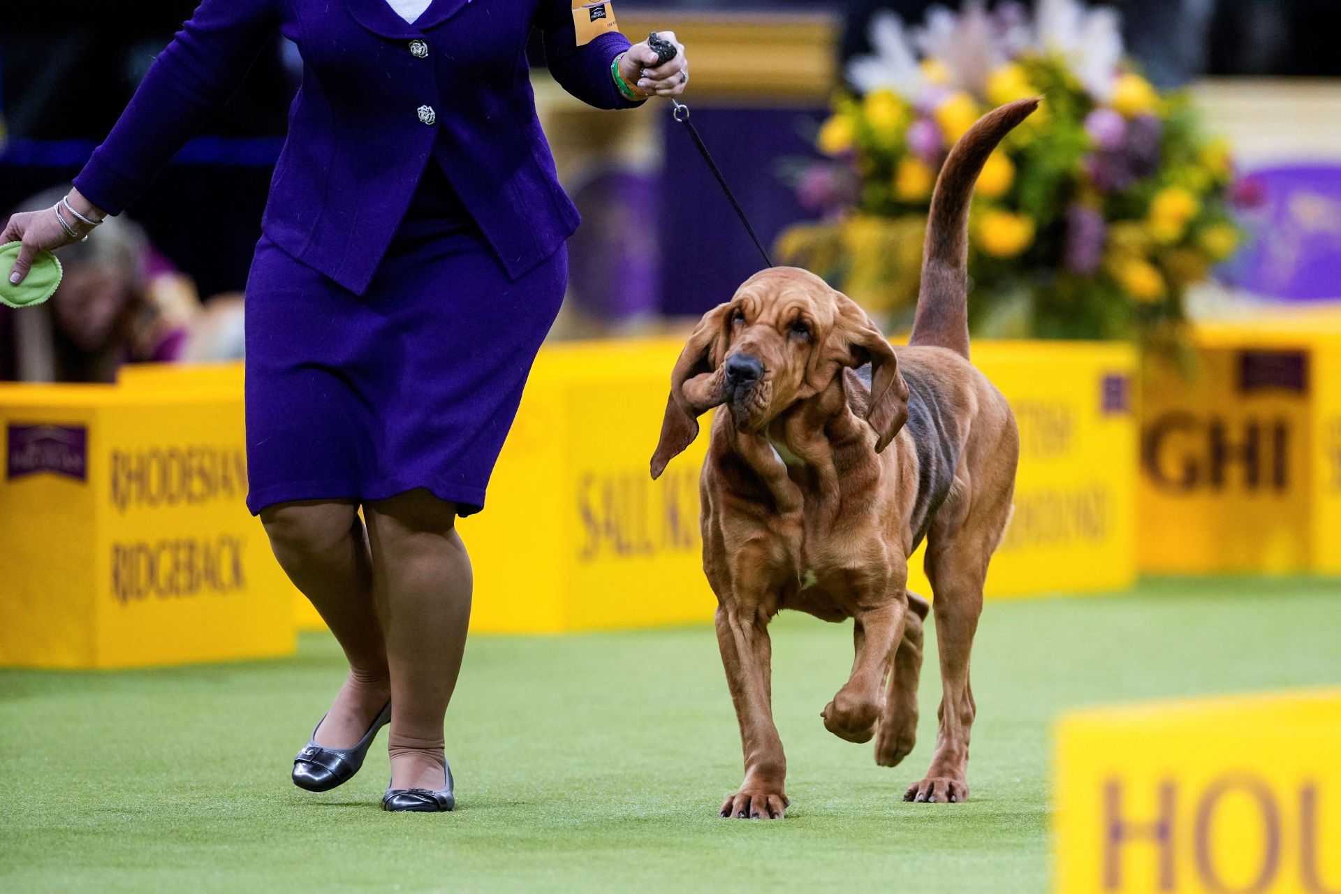 Los mejores perros de raza se dan cita en el Madison Square Garden