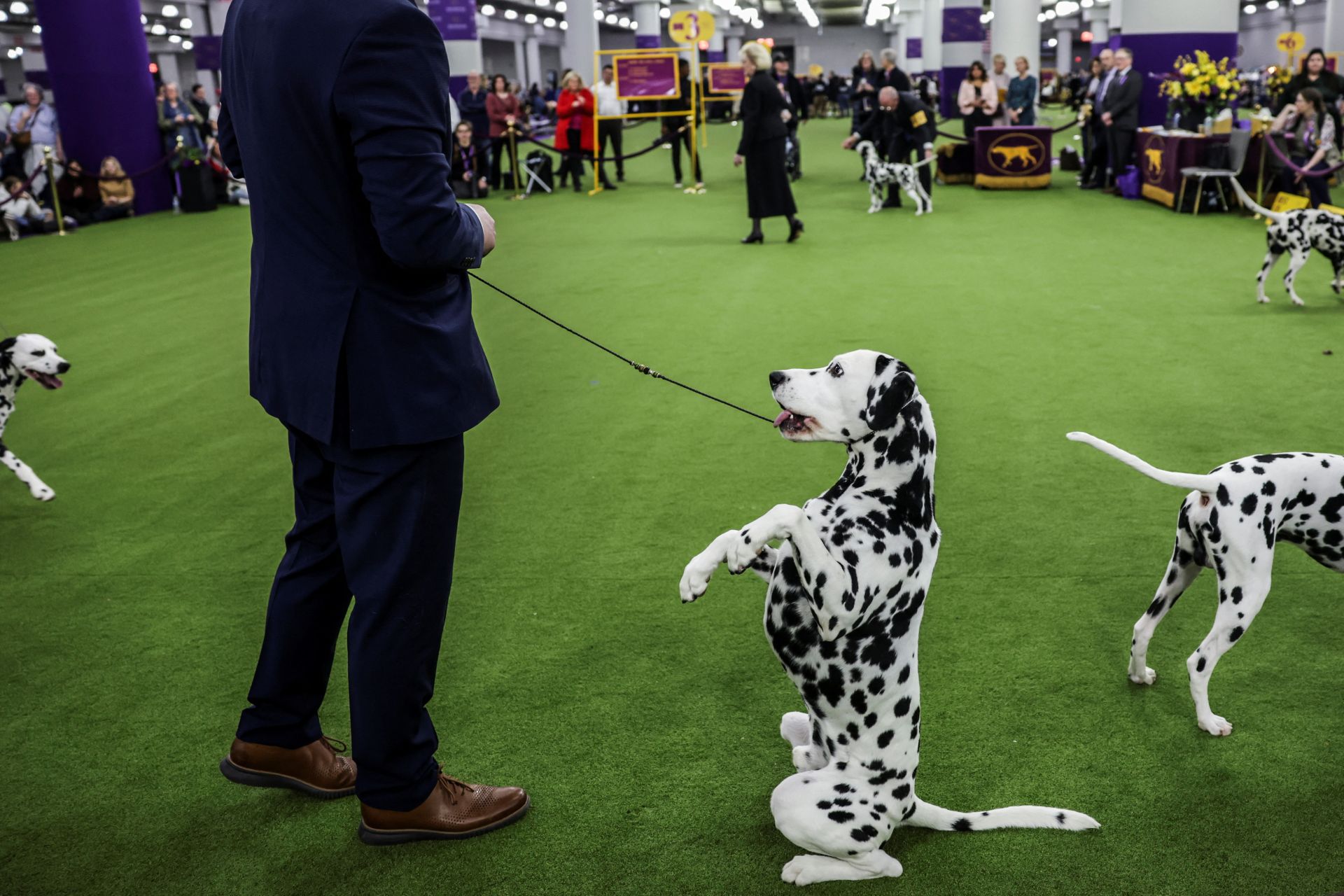 Los mejores perros de raza se dan cita en el Madison Square Garden