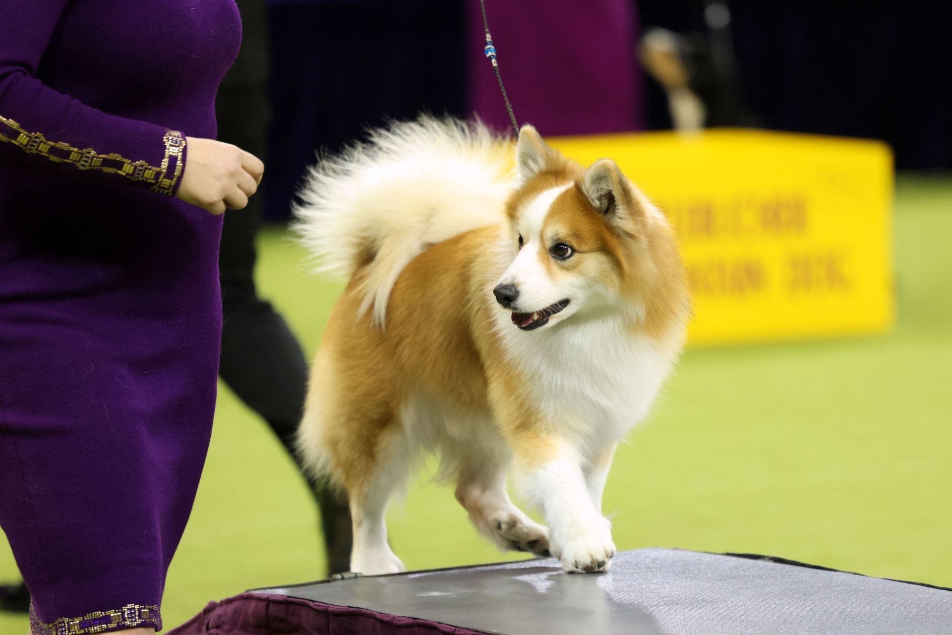 Los mejores perros de raza se dan cita en el Madison Square Garden