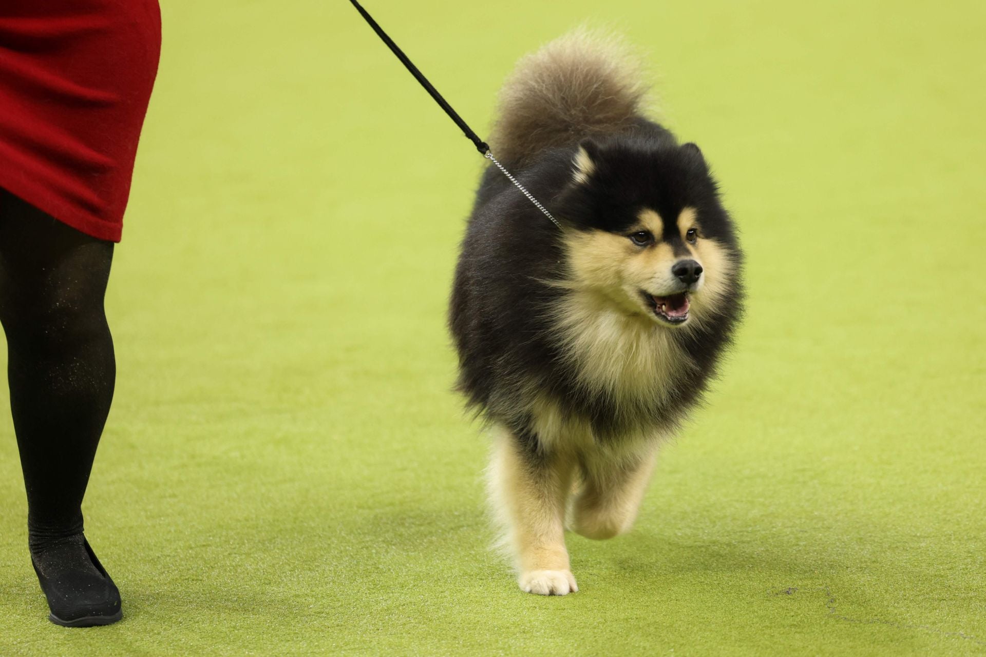 Los mejores perros de raza se dan cita en el Madison Square Garden