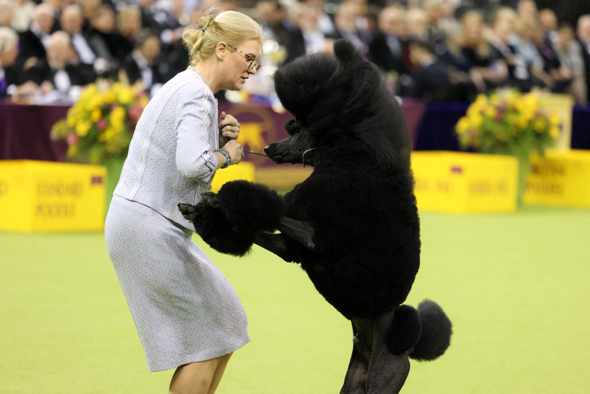 Los mejores perros de raza se dan cita en el Madison Square Garden