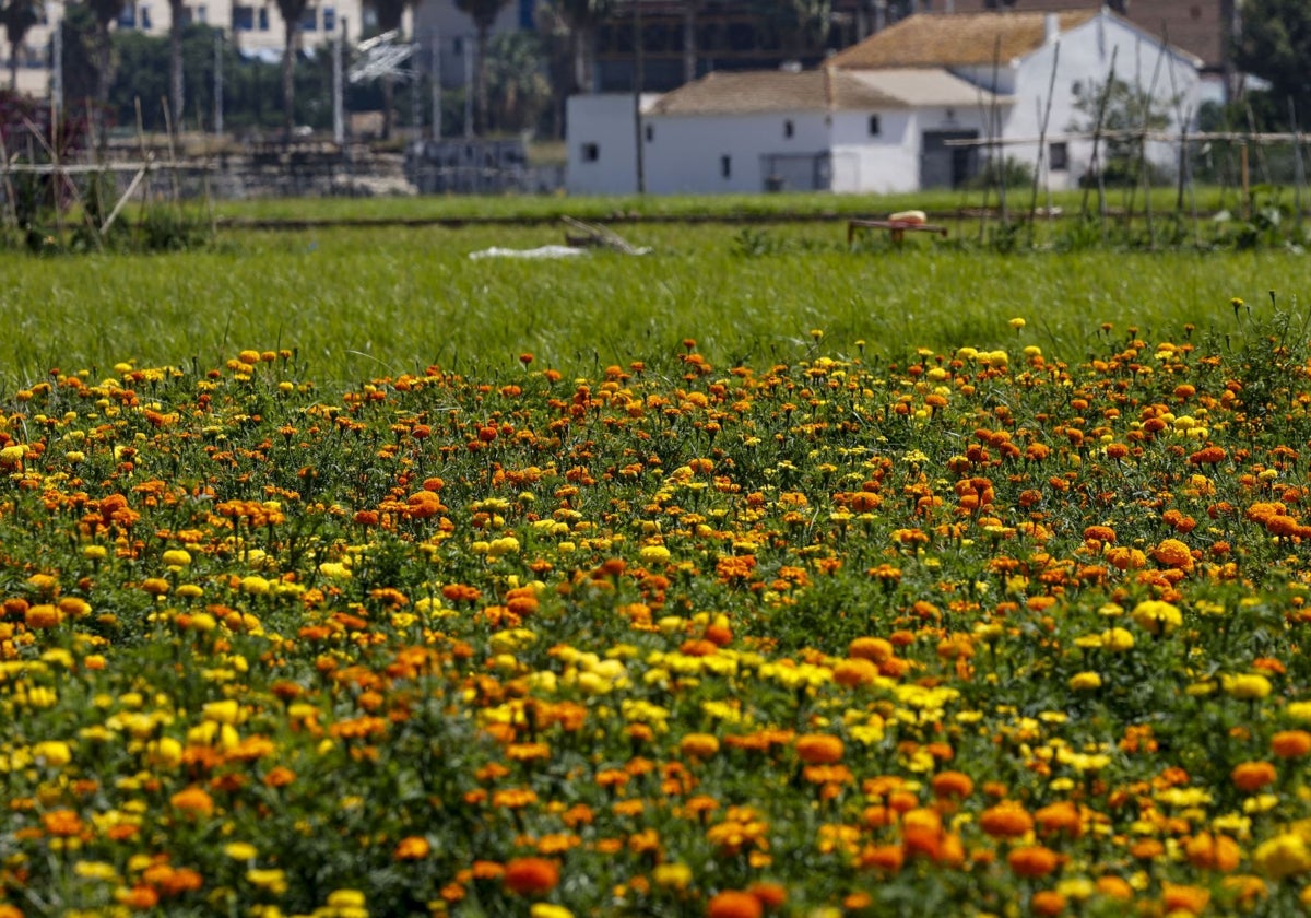 Un tramo de la huerta de Valencia.