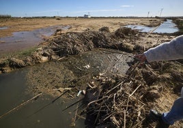 Efectos de la dana en la Albufera.