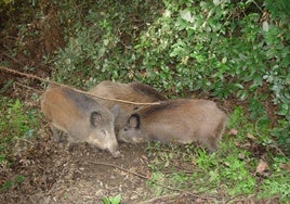 Unos jabalíes buscan comida en un campo.