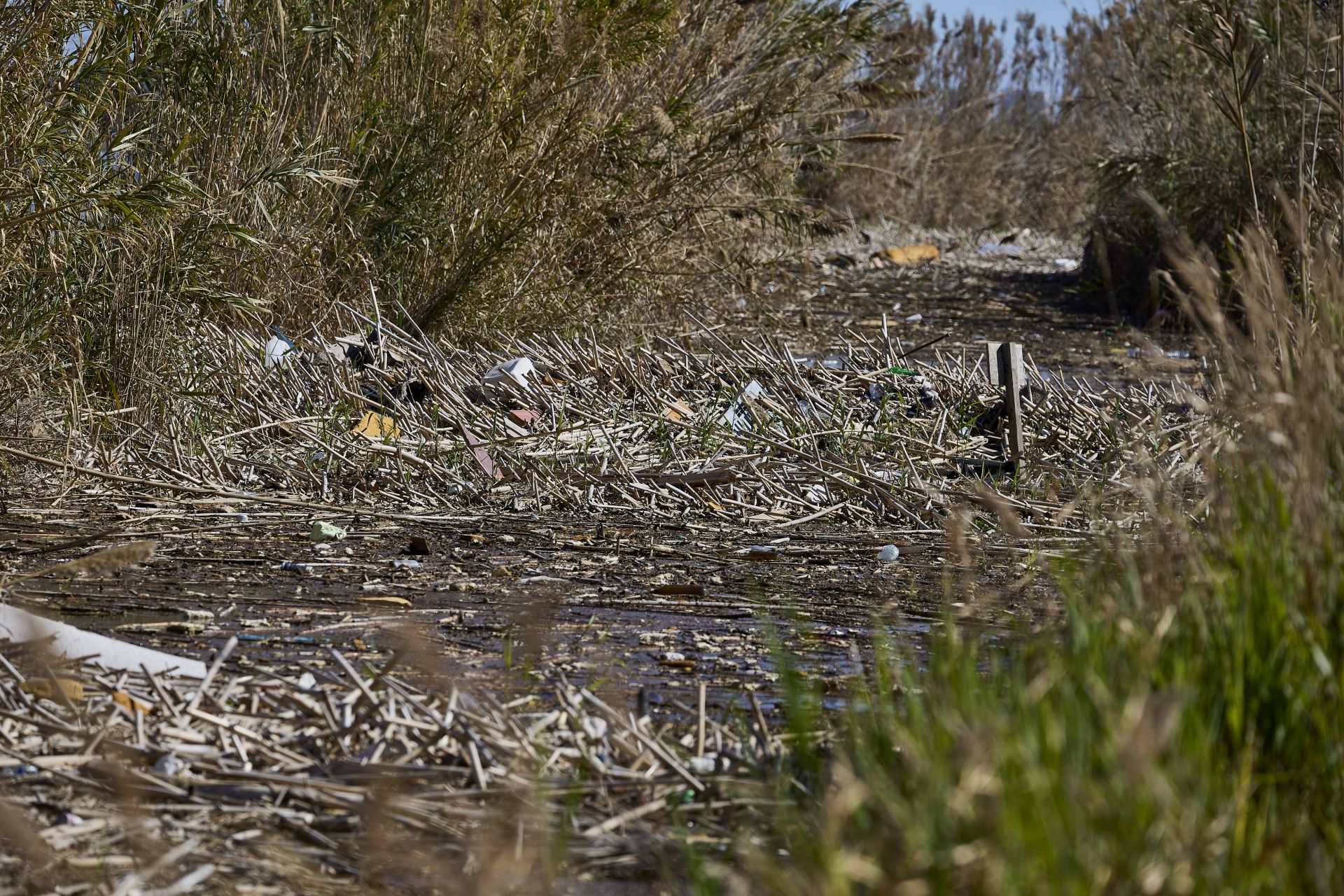 FOTOS | Los canales de la Albufera siguen bloqueados por la basura y la acumulación de cañas