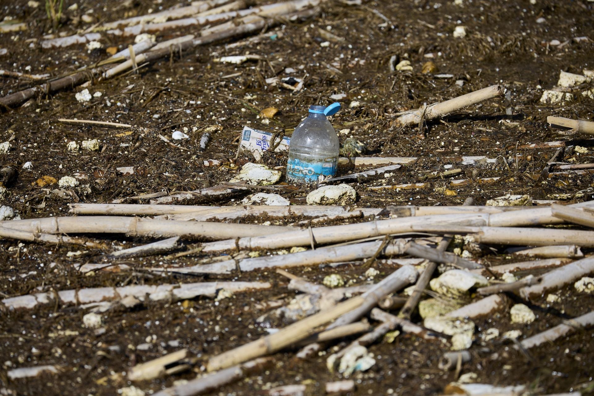 FOTOS | Los canales de la Albufera siguen bloqueados por la basura y la acumulación de cañas