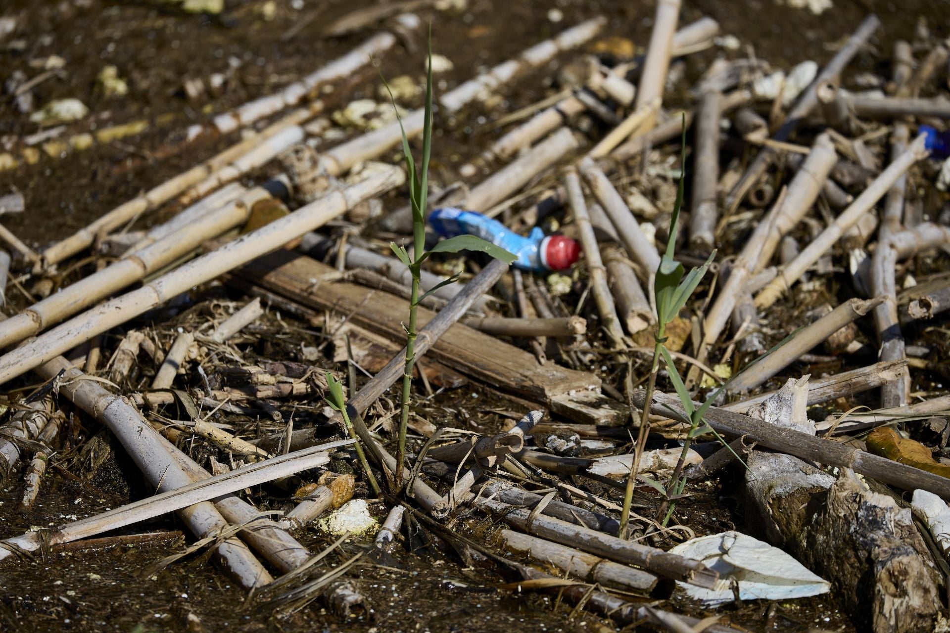 FOTOS | Los canales de la Albufera siguen bloqueados por la basura y la acumulación de cañas