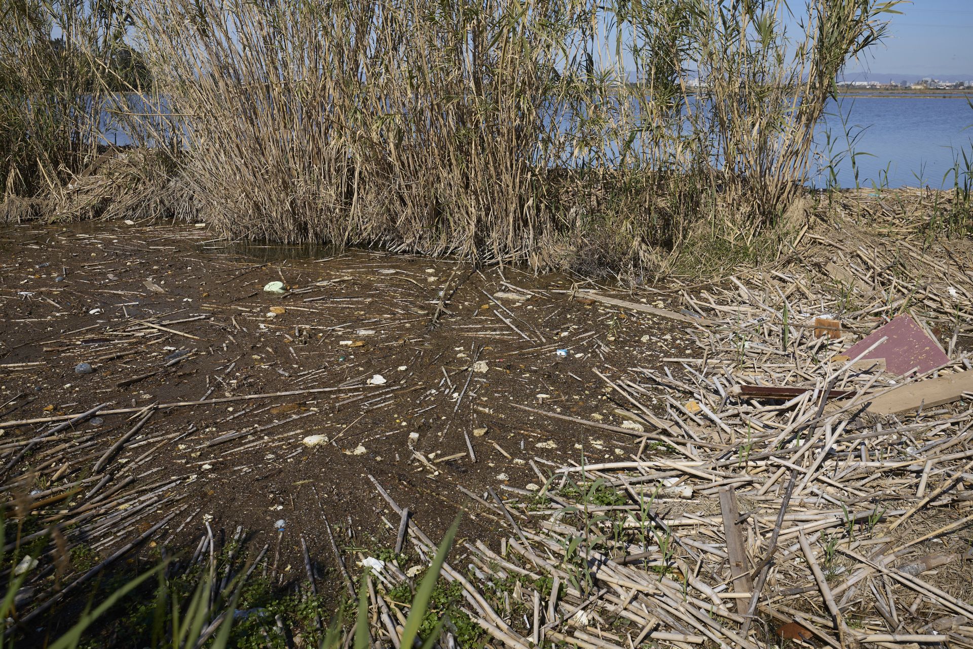 FOTOS | Los canales de la Albufera siguen bloqueados por la basura y la acumulación de cañas