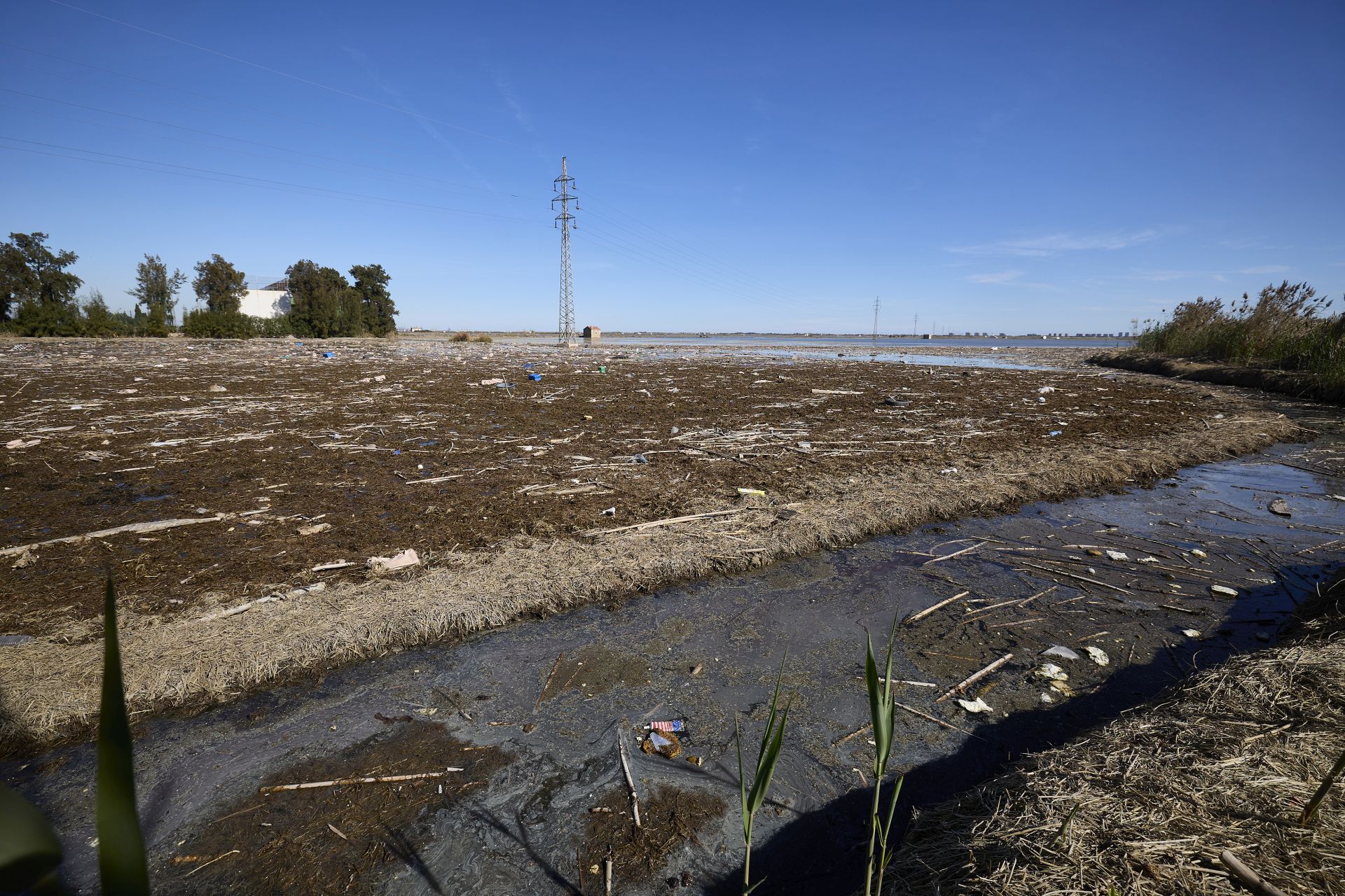 FOTOS | Los canales de la Albufera siguen bloqueados por la basura y la acumulación de cañas