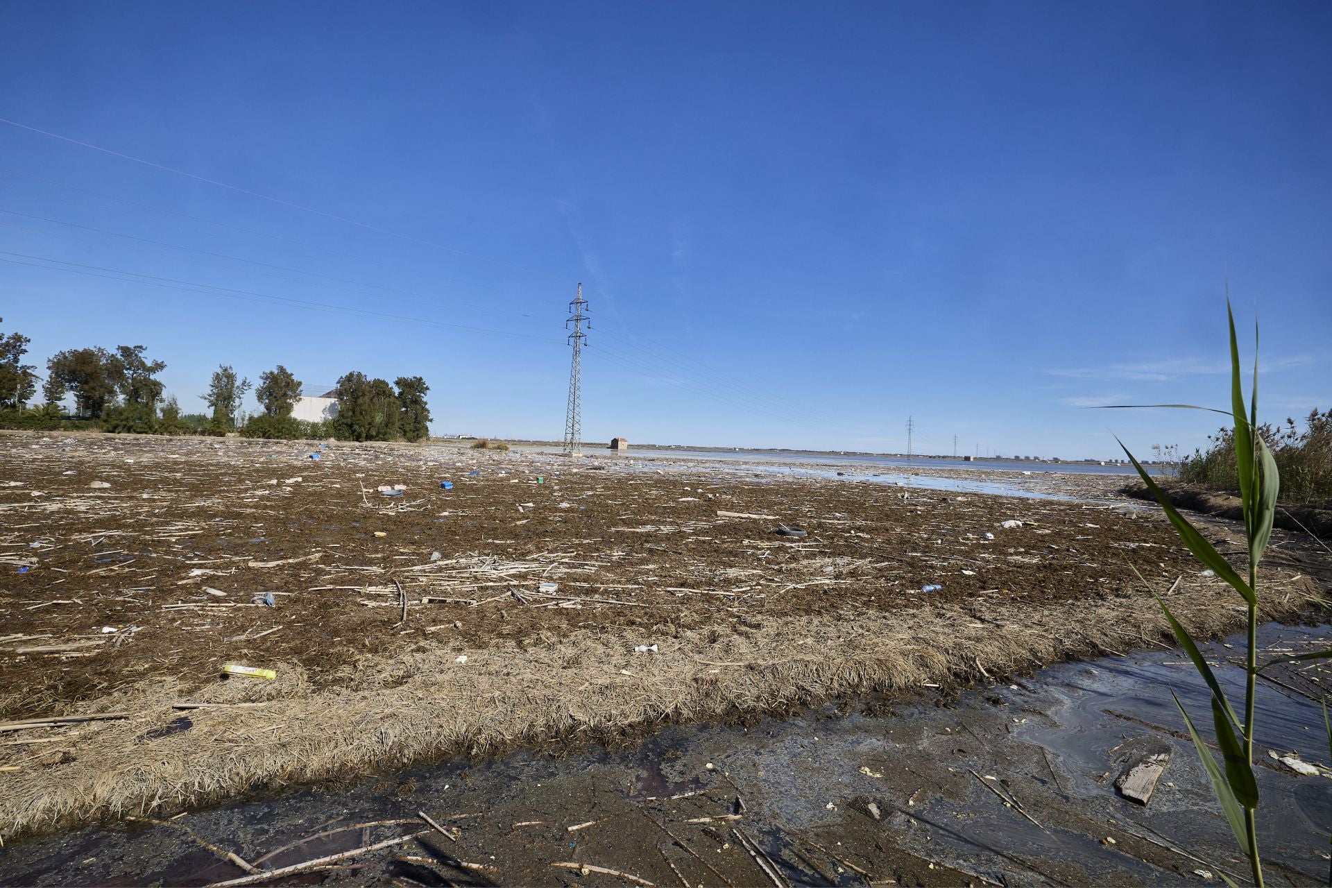 FOTOS | Los canales de la Albufera siguen bloqueados por la basura y la acumulación de cañas