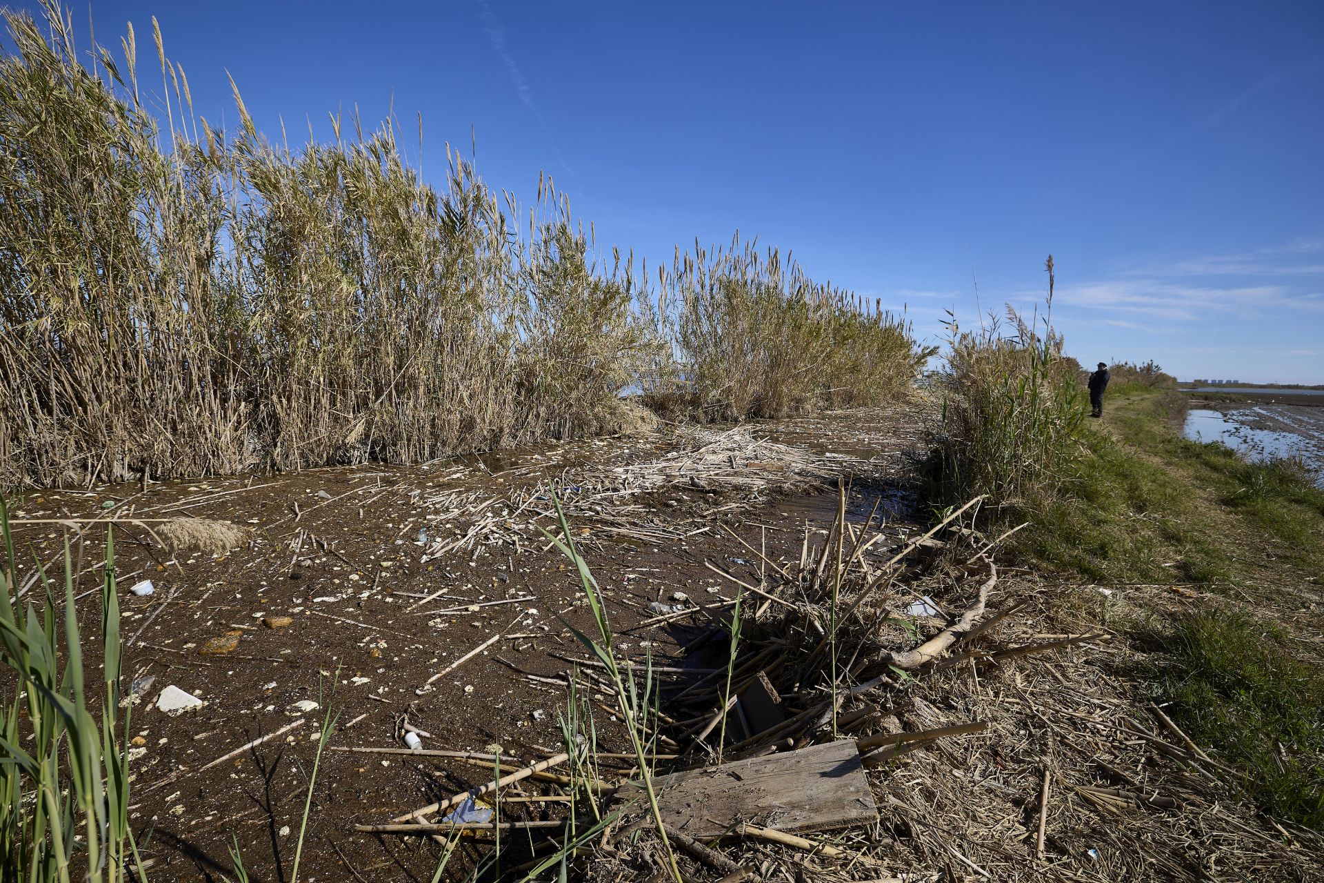 FOTOS | Los canales de la Albufera siguen bloqueados por la basura y la acumulación de cañas