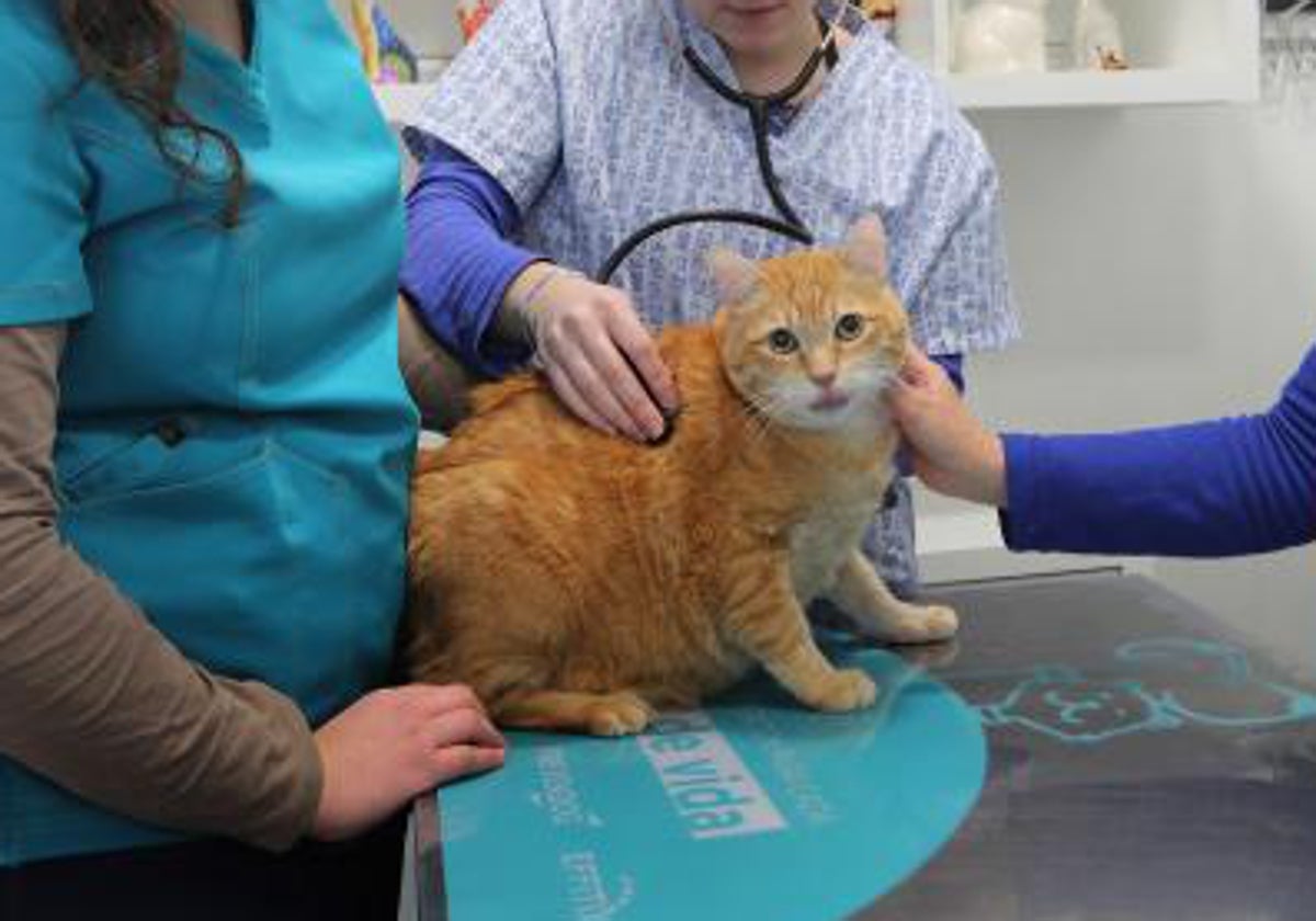 Un gato, atendido en una clínica veterinaria.