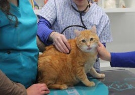 Un gato, atendido en una clínica veterinaria.