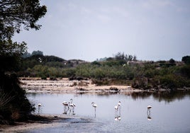 Flamencos en el lago de la Albufera.