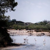 Flamencos en el lago de la Albufera.