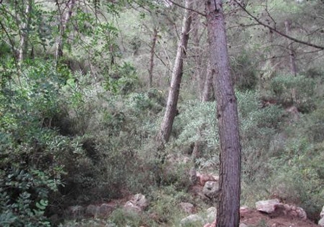 Frondosidad en el fondo de una vaguada.