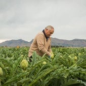 Un agricultos planta alcachofas en su huerto.