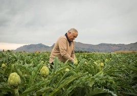 Un agricultos planta alcachofas en su huerto.