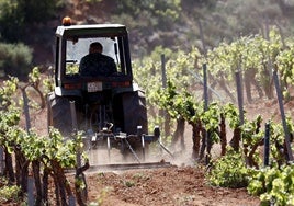 El campo valenciano denuncia que la Conselleria de Agricultura deja fuera a los viticultores de ayudas a cosecha en verde