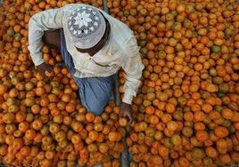 Cargamento de naranjas.